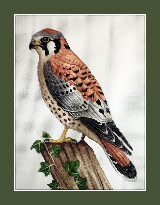 American Kestrel