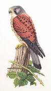 Kestrel