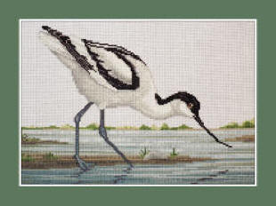 Avocet