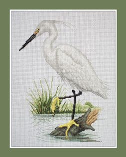 Little Egret 2