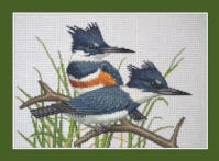 Belted Kingfisher