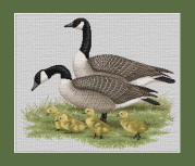 Canada Goose