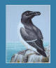Razorbill Cross Stitch