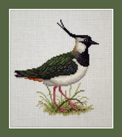 Lapwing