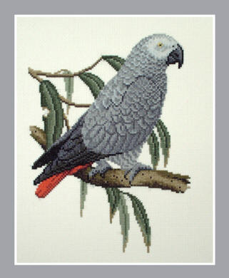 African Grey Parrot