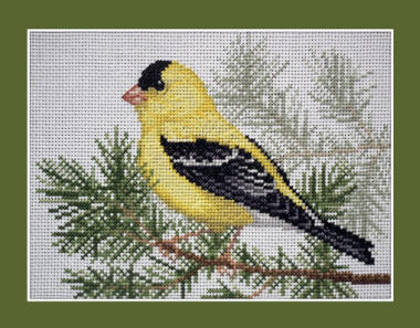 American Goldfinch