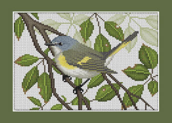 American Redstart