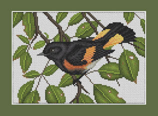 American Redstart