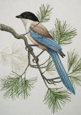 Azure-winged Magpie