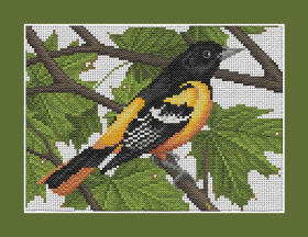 Baltimore Oriole