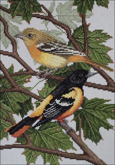 Baltimore Oriole