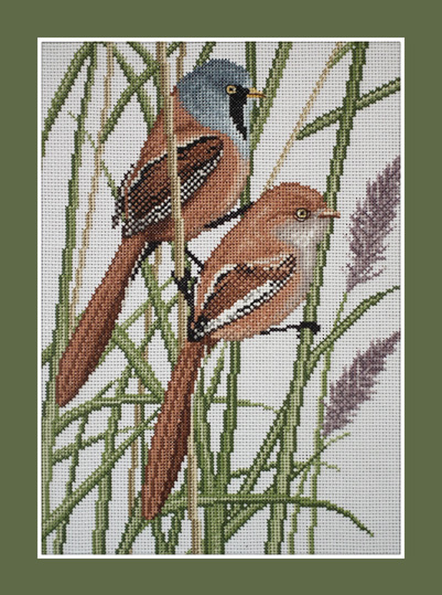 Bearded reedling