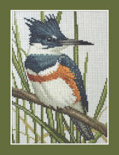 Belted Kingfisher