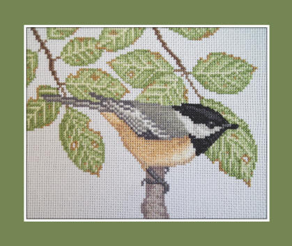  Black-capped Chickadee