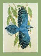 Blue Jay