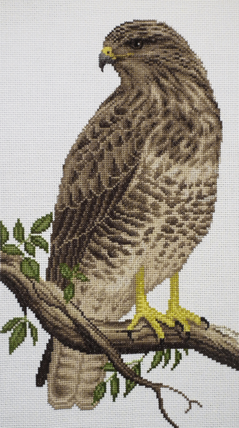 Common Buzzard
