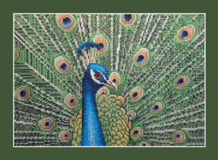 peacock