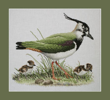 Lapwing