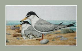 Little Terns