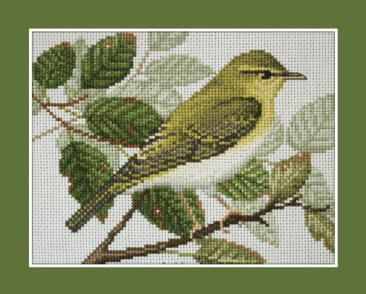 Wood Warbler