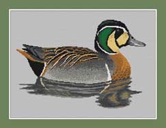 Baikal Teal