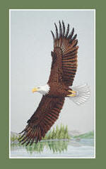 Bald Eagle