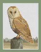 Barn Owl