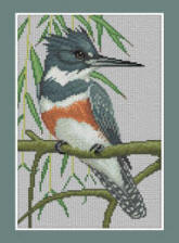 Belted Kingfisher