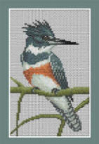 Belted Kingfisher