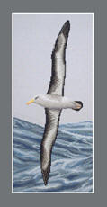 Black-browed Albatross