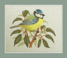 Blue Tit