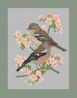 Chaffinch
