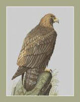 Golden Eagle
