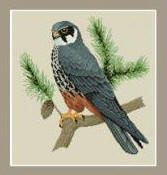 Hobby