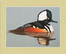 Hooded Merganser