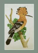 Hoopoe