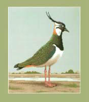 Lapwing