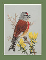 Linnet