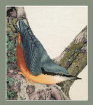 Nuthatch
