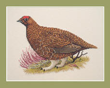 Red Grouse
