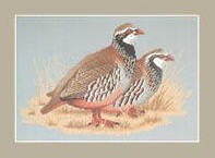 Red-legged Partridge