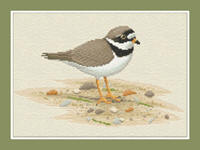 Ringed Plover