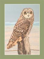 Short-eared Owl