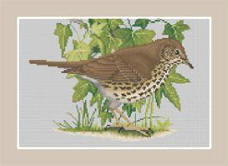 Song Thrush
