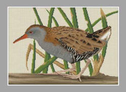 Water Rail