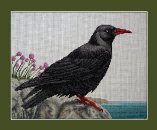 Chough