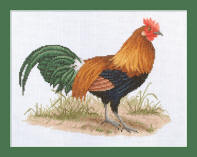 Red Jungle Fowl