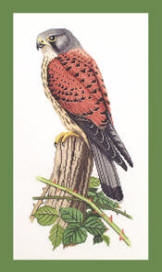 Kestrel