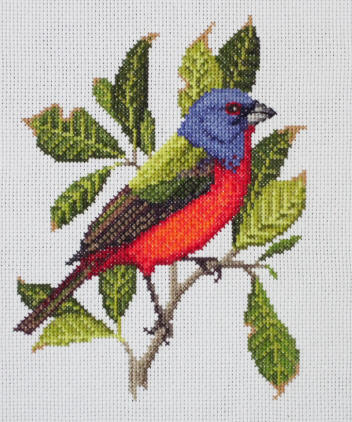 Painted Bunting
