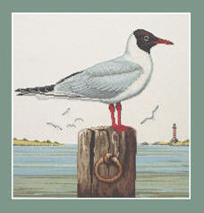 Black-headed Gull